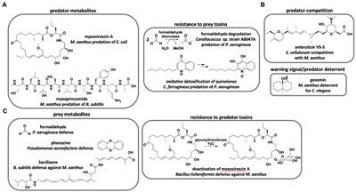 Concepts and conjectures concerning predatory performance of myxobacteria